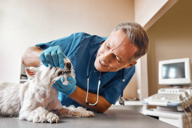 Best 24-Hour Emergency Dentist in Boonsboro, MD